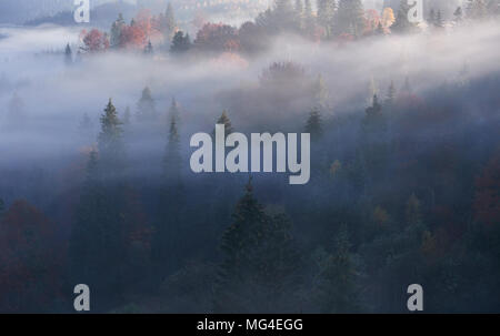 Misty Buchenwald auf dem Berghang in einem Naturschutzgebiet Stockfoto