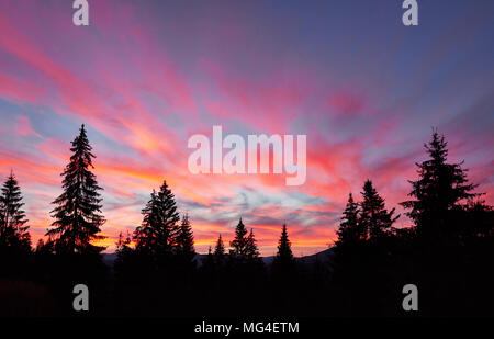 Majestic sky, Pink Cloud gegen die Silhouetten von Pinien in der Dämmerung. Karpaten, Ukraine, Europa. Entdecken Sie die Welt der Schönheit Stockfoto