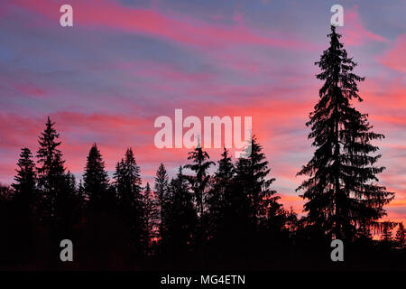Majestic sky, Pink Cloud gegen die Silhouetten von Pinien in der Dämmerung. Karpaten, Ukraine, Europa. Entdecken Sie die Welt der Schönheit Stockfoto