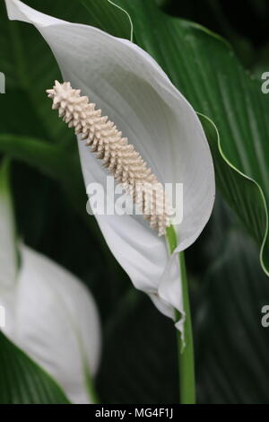 Spathiphyllum Frieden lily Makroaufnahme Stockfoto