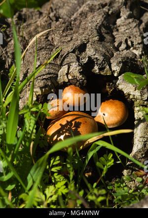 Abgerundet goldene Pilze (Gymnopilus suberis) innerhalb eines toten Cork Tree log in ein grünes Unkraut Feld gefallen. Arrabida Berge, Portugal. Stockfoto