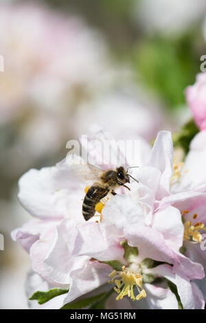 Biene sammelt Pollen sitzen auf den Apfel Baum Blume Stockfoto