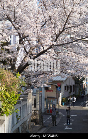 Menschen fotografieren Cherry Blossom, Kobe, Kansai, Japan Stockfoto