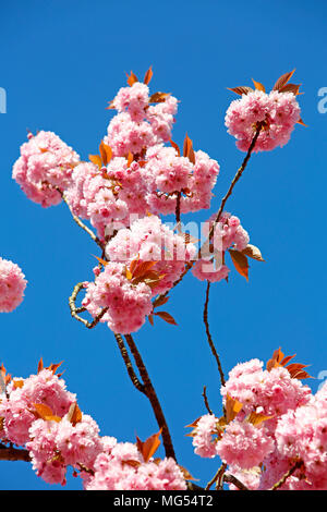 Rosa Kirschblüte an einem herrlich sonnigen Tag Stockfoto