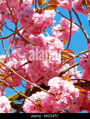 Cluster von rosa Kirschblüten im Frühling Stockfoto