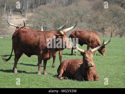 Afrikanische Ankole Rindern Stockfoto