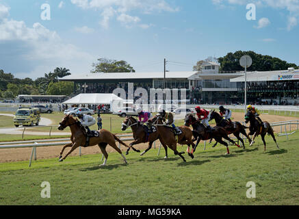 Pferderennen auf dem Garrison Savannah Racetrack in Bridgetown, Barbados Stockfoto