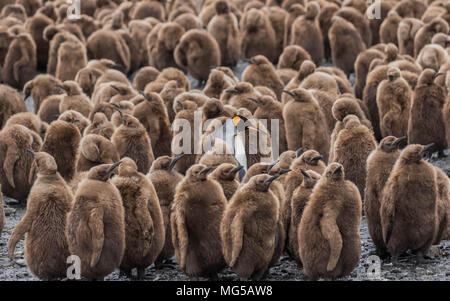 Königspinguin Küken in Kinderkrippe, Südgeorgien Stockfoto