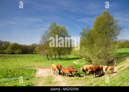 Grasende Kühe in der Geleenbeek Tal in der Nähe von Castle Doetinchem in Schinnen in der niederländischen Provinz Limburg Stockfoto