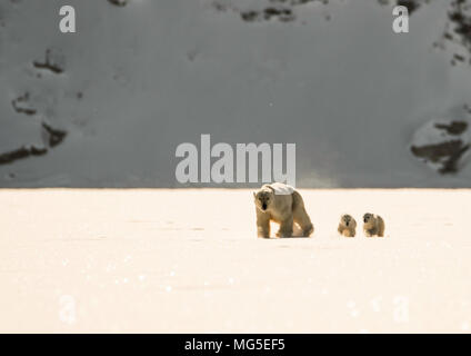 Mutter Eisbär und zwei dieser Jahre neugeborenen Jungen zu Fuß über das Eis eines zugefrorenen Fjord, Baffin Stockfoto