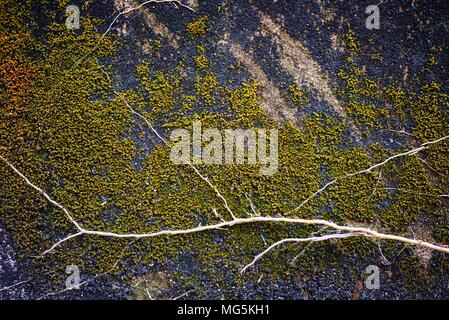 Moos wächst auf alten Grunge Betonwand. Stockfoto