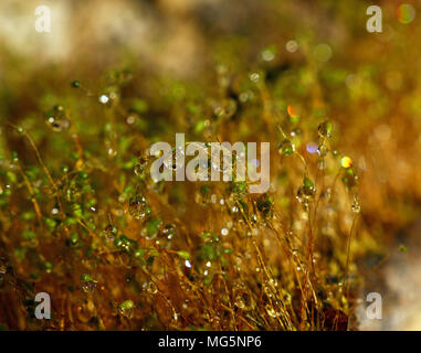 Close up Common haircap Moss (Polytrichum commune) braune Stiele und Kapseln mit Wasser nach dem Regen, Low Angle View Stockfoto