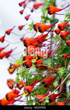 Chilenische Kapuzinerkresse Pflanzen in Blüte Stockfoto