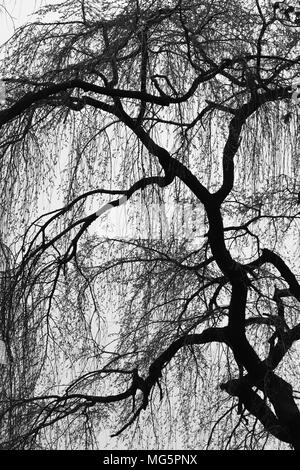 Trauerweide Typ Baum mit hängenden Zweigen gegen bedecktem Himmel im Frühjahr silhouetted, Blätter gerade angefangen zu Bud. B&W-Version. Stockfoto