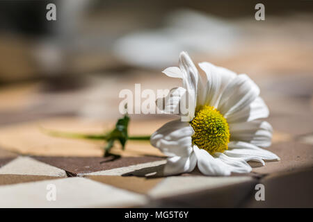 Moody Makro flache Tiefenschärfe Foto von einem einzigen weißen und gelben Gänseblümchen auf einer alten gebrochen Braun und tan spanische Fliesen Stockfoto