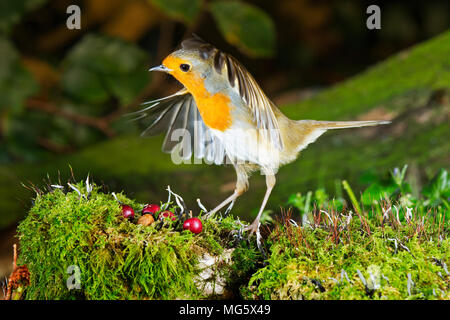 Ein Rotkehlchen (Erithacus Rubecula) in Land in einem Garten in Devon, Großbritannien Stockfoto