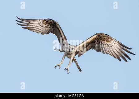 Osprey Florida Stockfoto