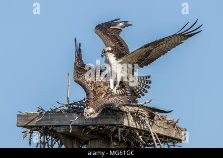 Osprey Florida Stockfoto