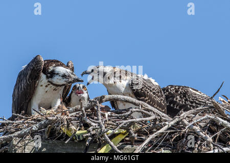 Osprey Fütterung Juvenile Florida Stockfoto