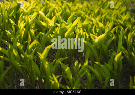 Detailansicht der vielen sonnigen Grüne junge Triebe von Tulpen Blumen in dunklen Boden im Freien auf Sonnenuntergang Frühling wächst. Horizontale Farbfotografie. Stockfoto