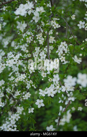 Detailansicht der schöne Frühling Bäume mit frischen jungen weißen Blüten im Freien. Stockfoto