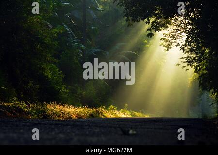 Morgensonne Lichtstrahlen Piercing durch die Bäume Stockfoto