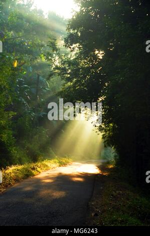 Morgensonne Lichtstrahlen Piercing durch die Bäume Stockfoto