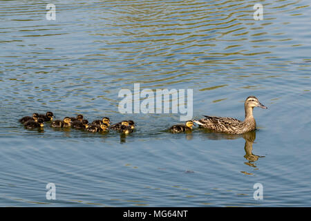 Weibliche Stockente schwimmen auf einem ruhigen See Frühling mit jungen Entenküken hinter Stockfoto