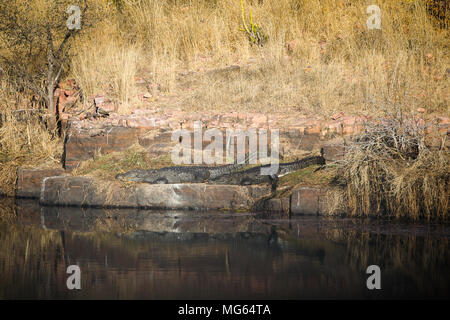 Krokodile im indischen Dschungel. Stockfoto