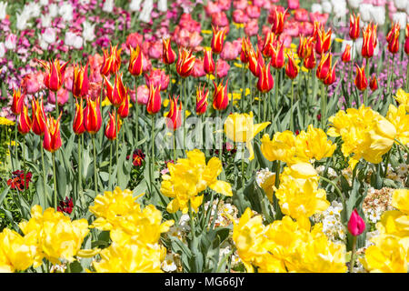 London, Großbritannien - 23 April, 2015: Reihen von verschiedenen Blumen in der Sonne aalen, während Blühen im St. James Park im Frühling. Stockfoto