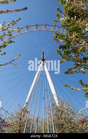 London, Großbritannien - 23 April, 2015: Das London Eye eingehüllt in Bäume an einem sonnigen Tag in London. Stockfoto