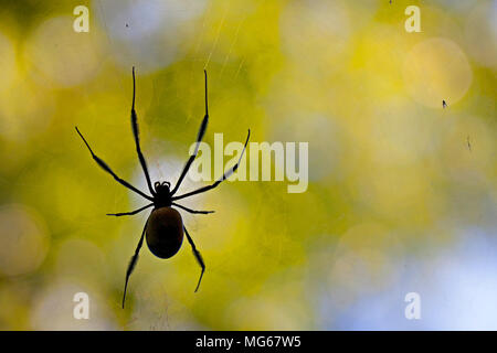 Golden Orb Spider in Silhouette Stockfoto