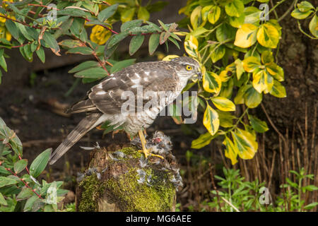 Sperber, Sperber, Accipiter Nisus, Zupfen, Essen ein Spatz oder kleinen Vogel auf dem Zupfen der Post. Jugendliche, März, Sussex, UK Stockfoto