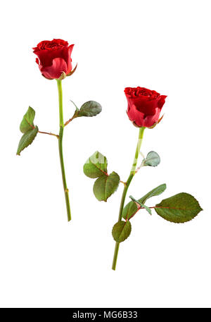 Zwei rote Rosen. Stockfoto