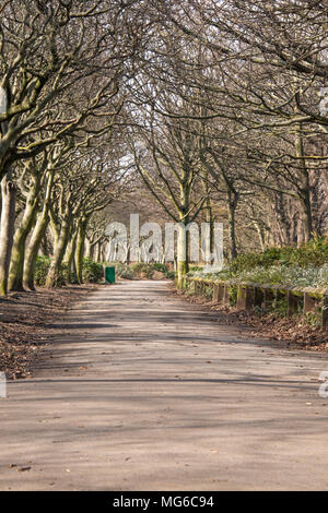 Von Bäumen gesäumten Allee von Whitebeam (Sorbus aria) in Locke Park, Redcar, Großbritannien Stockfoto