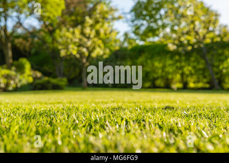 Interessant, Erdgeschoss Blick auf einem flachen Fokus Bild von kurzem Gras in einem großen, gepflegten Garten im Sommer gesehen. Stockfoto