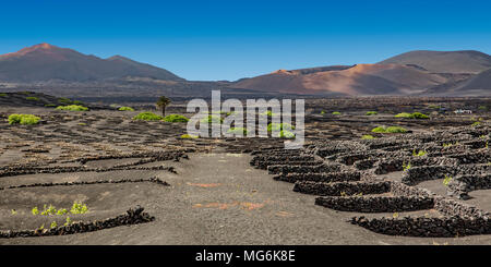 Weinberge in La Geria auf Lanzarote, Kanarische Inseln Stockfoto