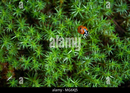 Der Stern - Moos geformt mit einem Marienkäfer (Polytrichum juniperinum) Stockfoto
