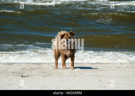 Glücklich und nasser Hund steht auf den Strand und das Meer surfen im Hintergrund Stockfoto