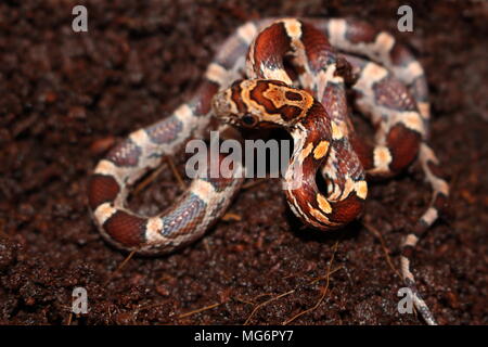 Baby Muster corn snake Pantherophis guttatus Stockfoto