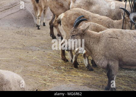 West-kaukasischen Tur-Ziege Stockfoto