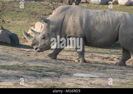 Nahaufnahme, Porträt einer White Rhino, ist eine gefährdete Tier die Erhaltung Stockfoto