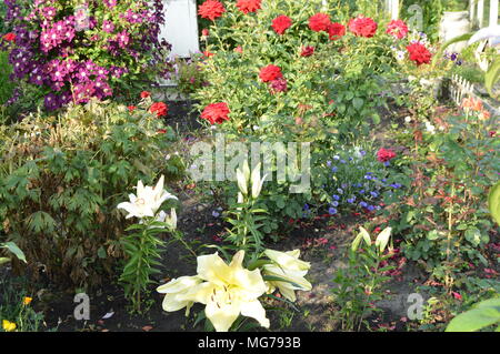 Schöne Lilien und Rosen im Garten auf ein Blumenbeet, rustikale Landschaft. Stockfoto