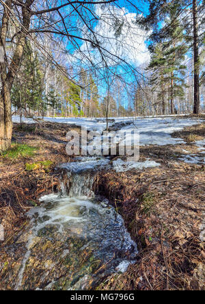 Der frühe Frühling Landschaft im Wald, wo die weißen Birken, Grüne Pinien und erste Junge Gras, mit schmelzenden Schnee und Bäche an den sonnigen Tag w Stockfoto