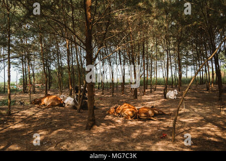 Pinienwald am Strand mit Kühen im Schatten Goa, Indien schlafen Stockfoto