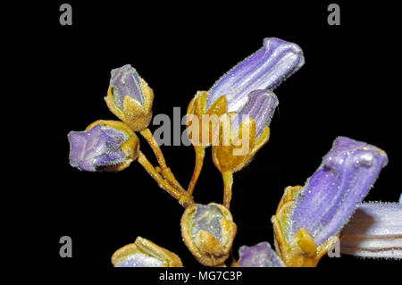 Fingerhut Baum (Paulownia tomentosa) Close-up im sardischen Garten Stockfoto