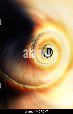 Goldene Spirale Stockfoto