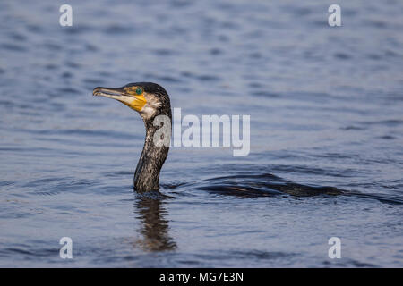 Kormoran (Phalacrocorax carbo), Schwimmen, Cambridgeshire, England Stockfoto