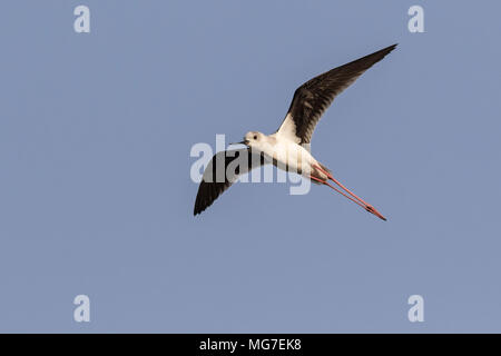 Schwarz - geflügelte Stelzenläufer (Himantopus himantopus) im Flug, Boa Vista, Kap Verde Stockfoto