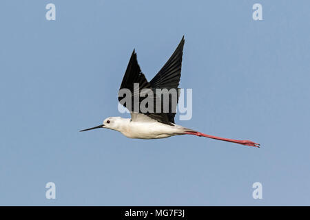 Schwarz - geflügelte Stelzenläufer (Himantopus himantopus) im Flug, Boa Vista, Kap Verde Stockfoto